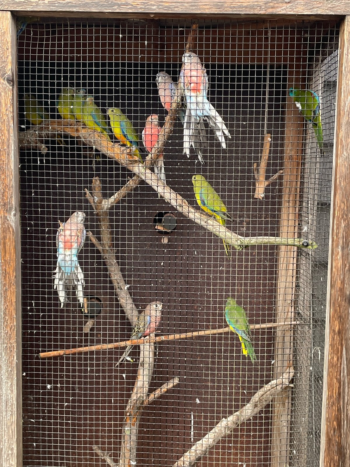Parkieten te koop: bourke/elegant/turquoisine, Dieren en Toebehoren, Geslacht onbekend, Parkiet