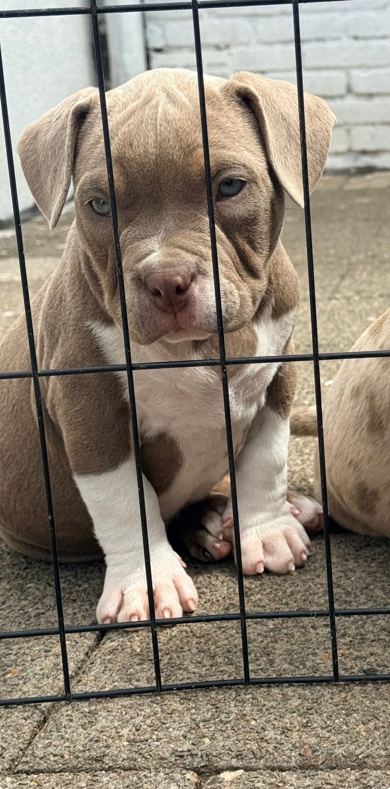 Pocket bully pups met stamboom, Dieren en Toebehoren, HCC (leverziekte), 8 tot 15 weken, Bulldog, Meerdere