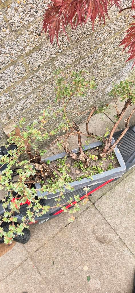 Potentilla Bonsai - Gele bloemen, Overige soorten, Volle zon, Vaste plant, Ophalen of Verzenden