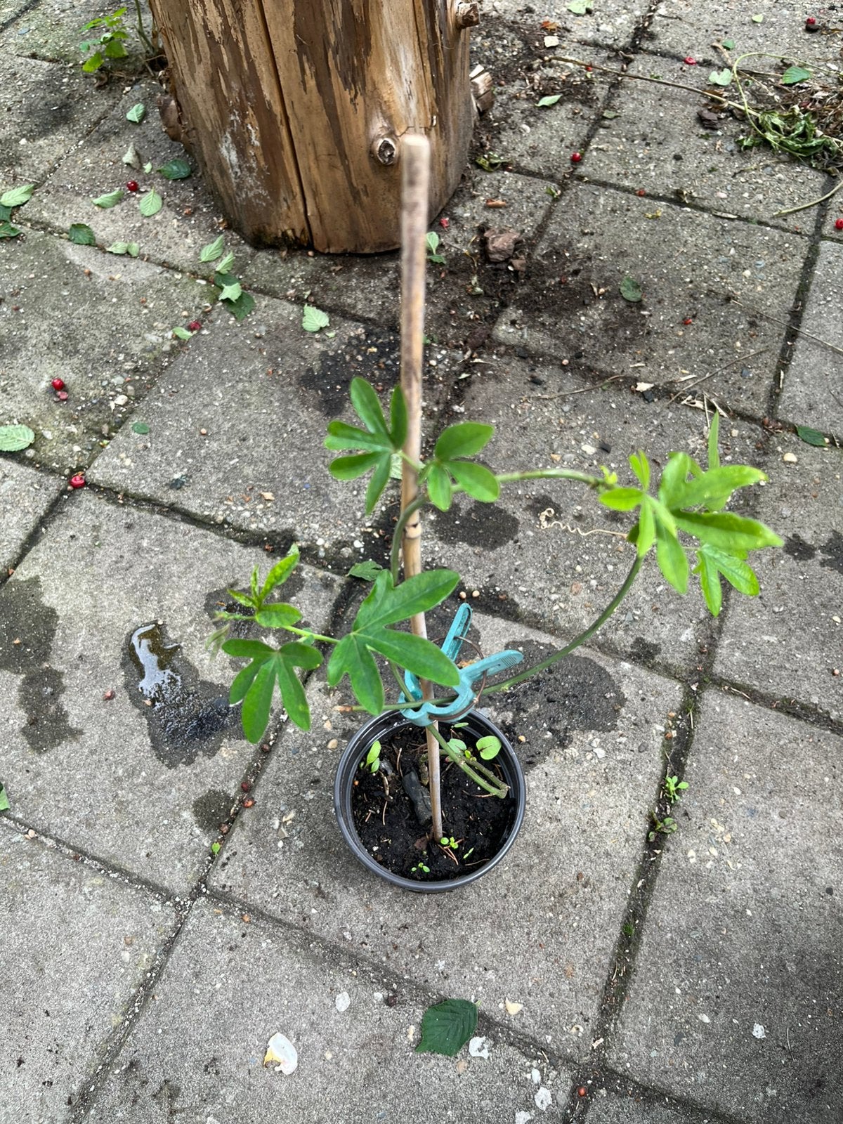 Passionflower / Passiflora caerulea — Bio — Winterhard, Ophalen of Verzenden, Overige soorten, Halfschaduw