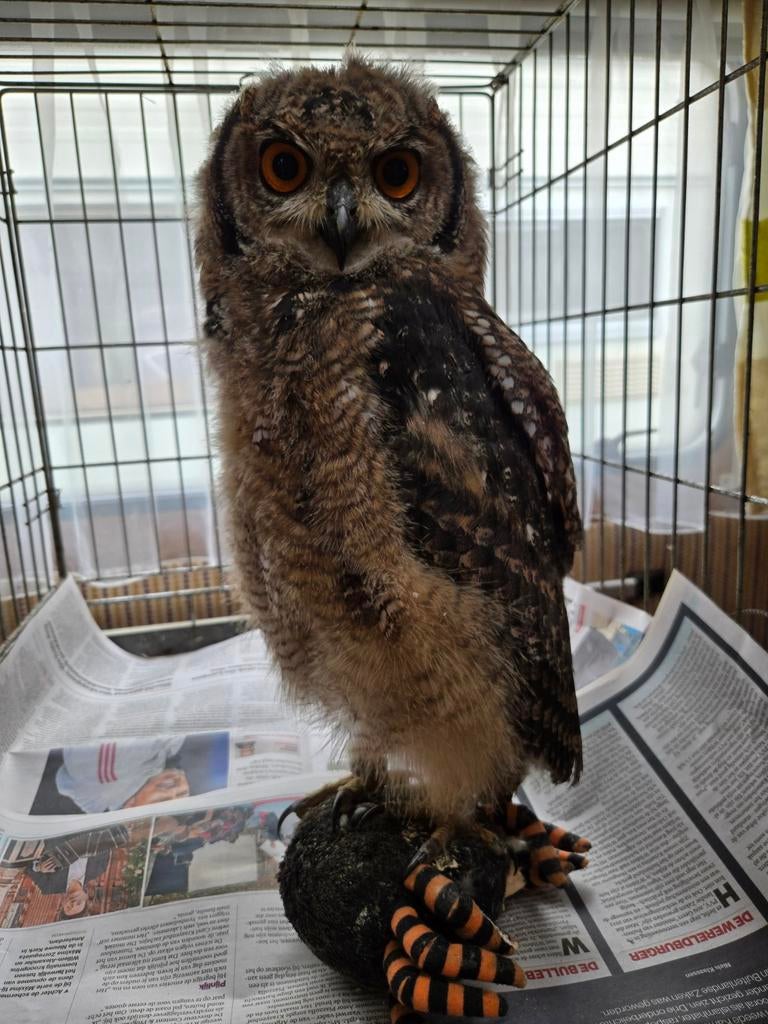 Jonge Afrikaanse oehoe (Bubo Africanus), Geringd
