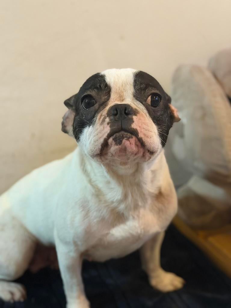 ️ Prachtig Frans Bulldog Teefje zoekt een gouden mandje ️, Dieren en Toebehoren, België, Particulier, 1 tot 2 jaar, Teef