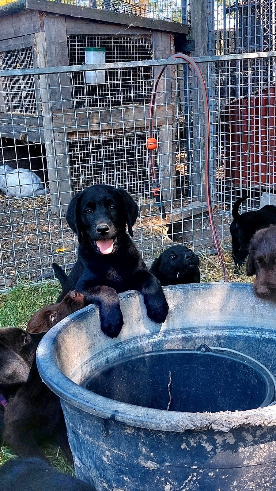 Pups labrador, Overige rassen, 8 tot 15 weken, Meerdere, Meerdere dieren