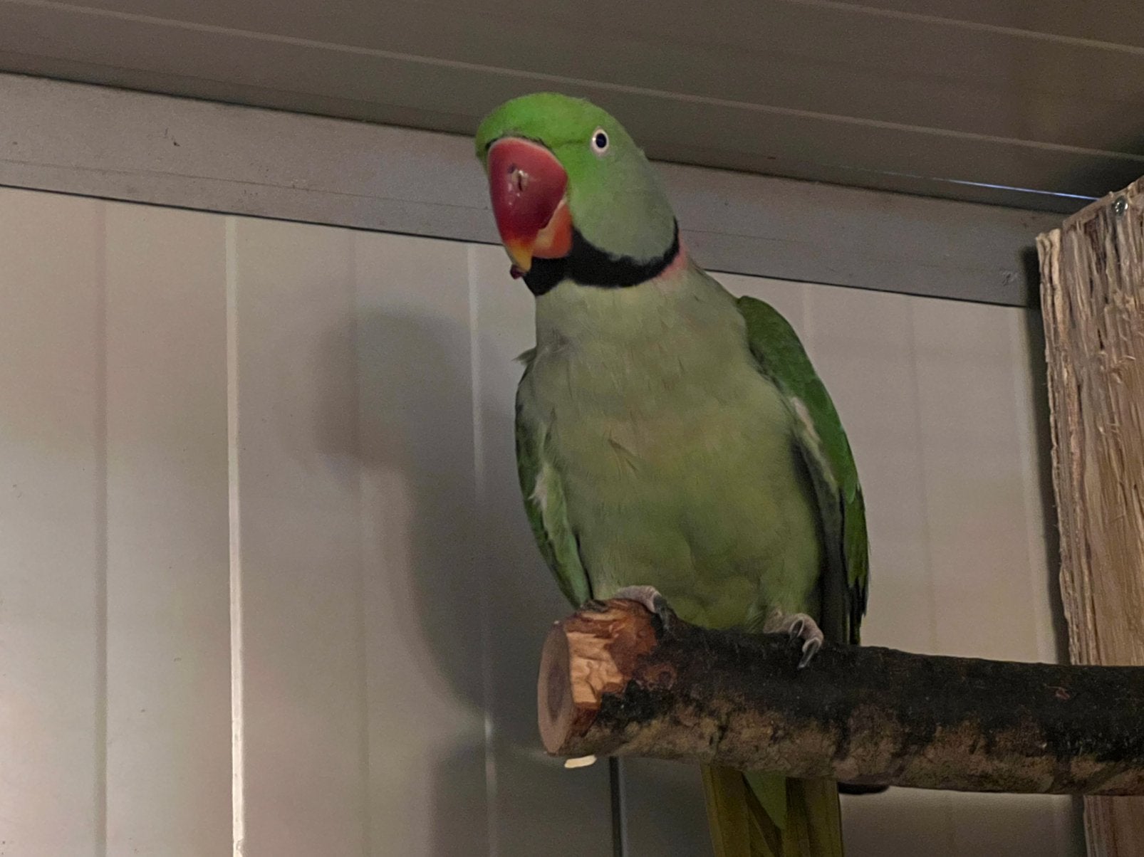 Alexander parkiet, Dieren en Toebehoren, Meerdere dieren, Parkiet