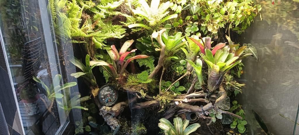 Paludarium, Ophalen