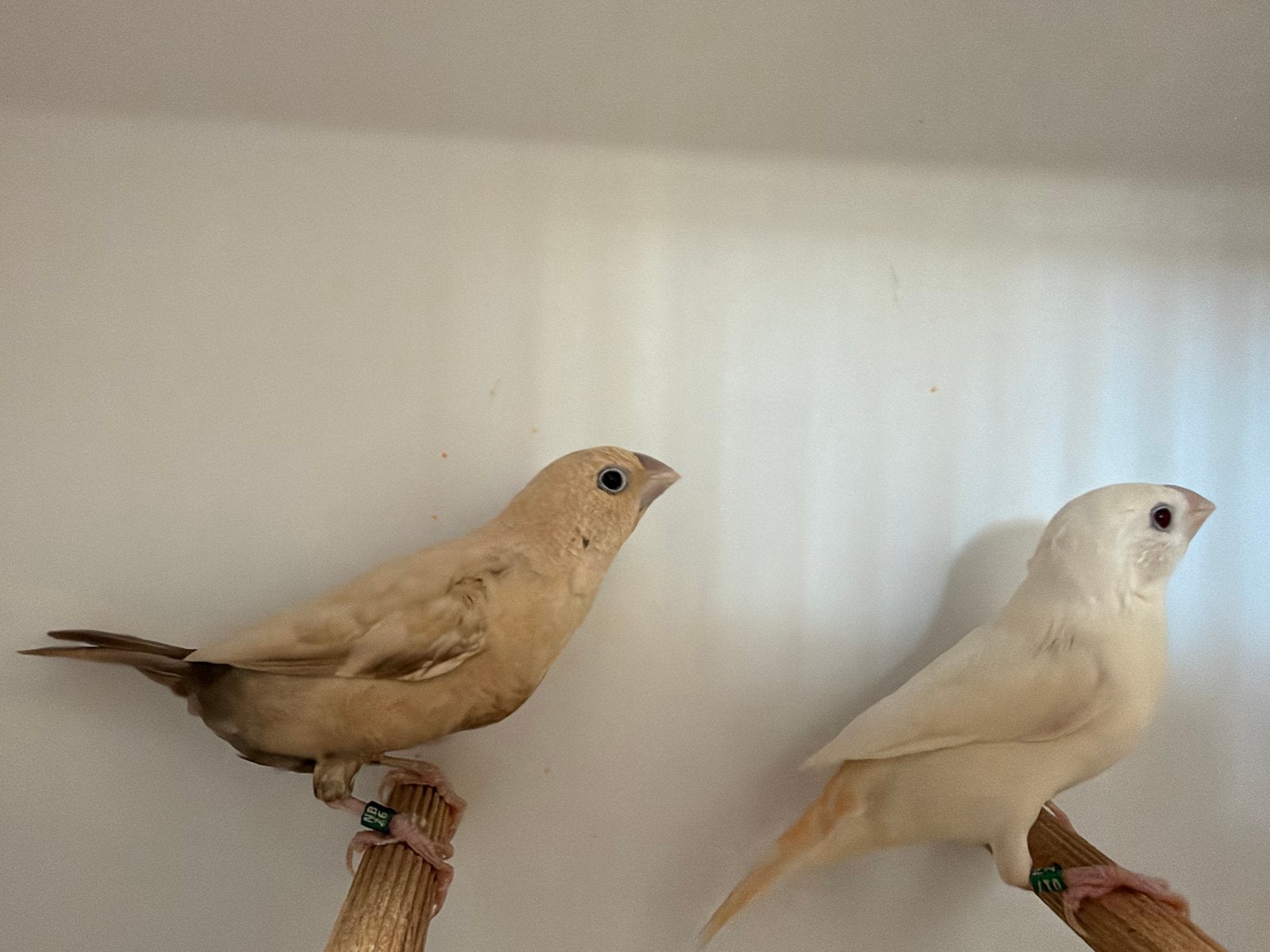 Diverse tropische vogels te koop, Dieren en Toebehoren, Meerdere dieren, Tropenvogel, Geringd