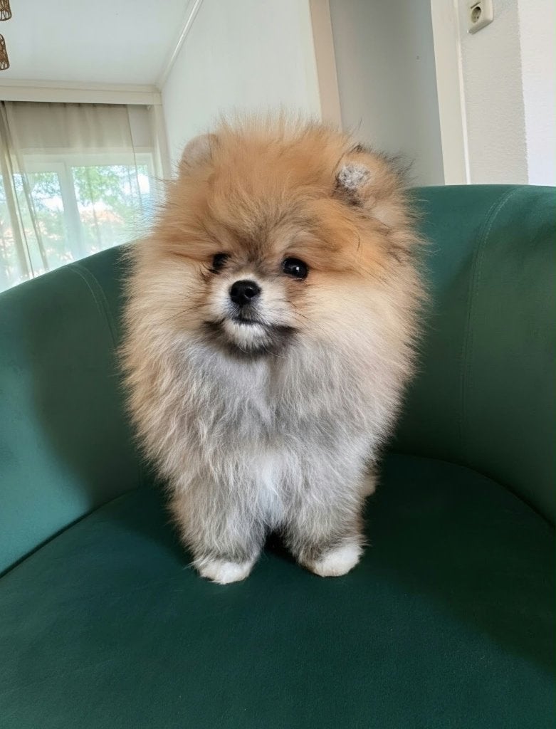 Pomeriaan Teefje Pup, Keeshond, 8 tot 15 weken, Teef, Parvo