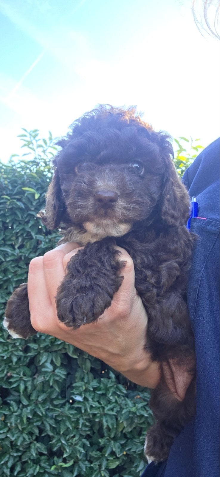 cockapoo pup teefje te koop, mag 't nestje verlaten, 8 weken, Overige rassen, CDV (hondenziekte), 8 tot 15 weken, Teef