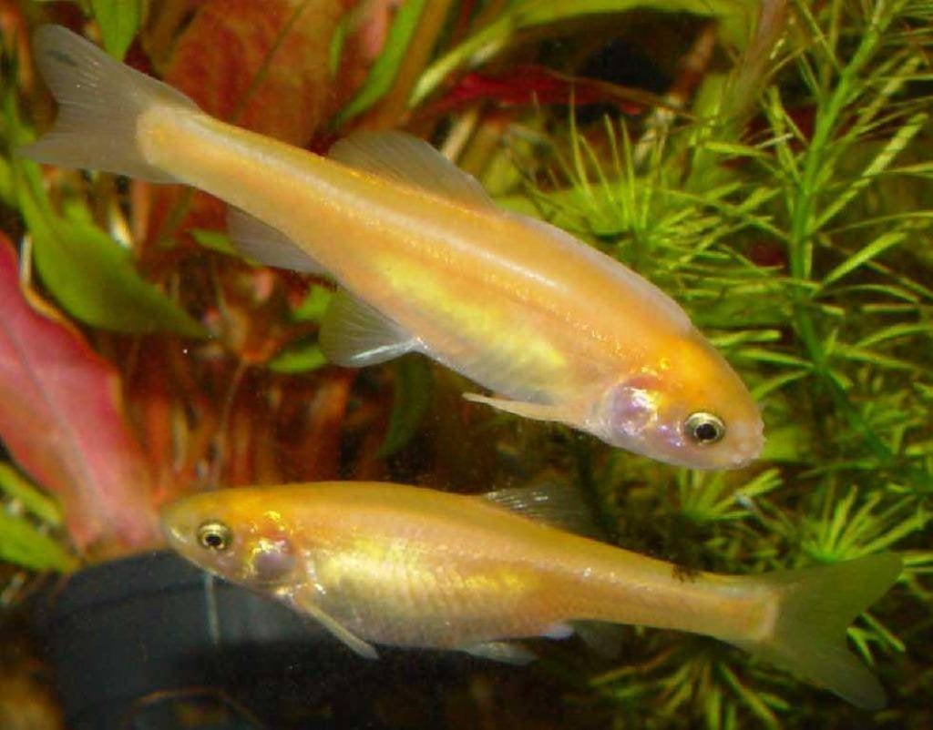 Elrits, Goudelrits, Waterlelievisje, Dieren en Toebehoren, Overige soorten