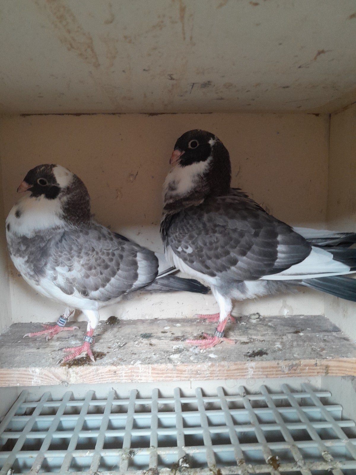 moroncelo kroppers, Meerdere dieren, Overige soorten