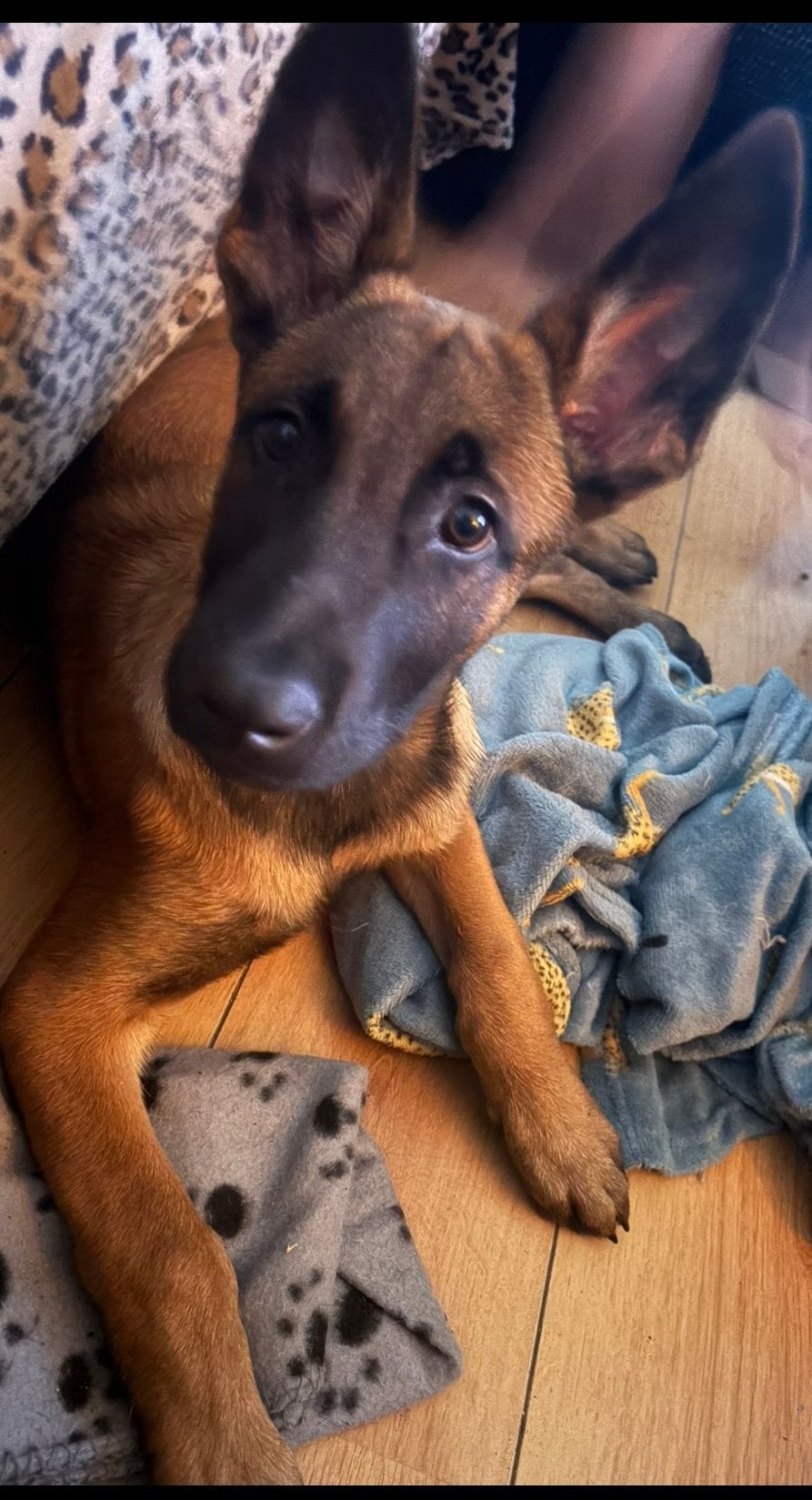 Mechelse herder pup van 4 maanden, Dieren en Toebehoren, Honden | Herdershonden en Veedrijvers, 15 weken tot 1 jaar, Reu, Eén hond