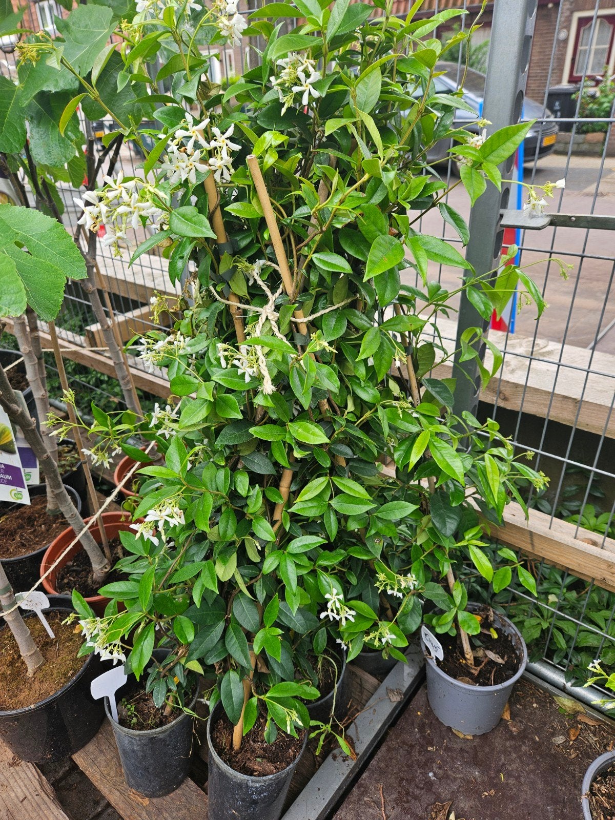 Toscaanse Jasmijn in diverse maten, ook voor terras pot, Overige soorten, 100 tot 250 cm, Zomer, Ophalen
