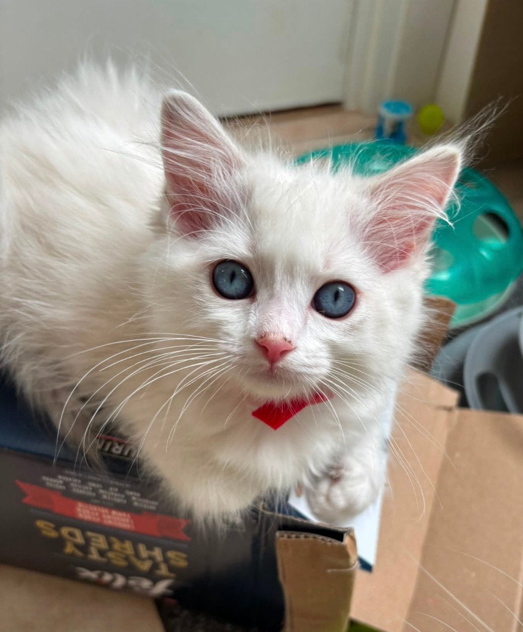 Prachtige ragdoll kittens te koop, Dieren en Toebehoren, Katten en Kittens | Overige Katten, Meerdere dieren, 0 tot 2 jaar