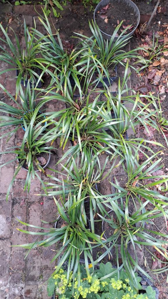 Paarse liriope € 2,00 p.s., Tuin en Terras, Planten | Tuinplanten, Ophalen of Verzenden, Overige soorten, Halfschaduw