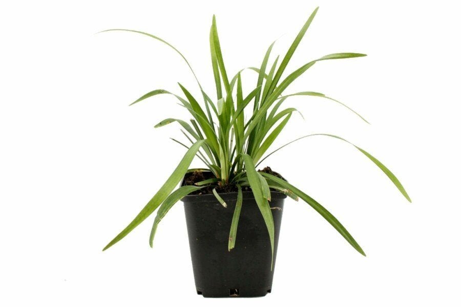 Liriope muscari 'Moneymaker' (Leliegras) – P9, Volle zon, Vaste plant, Zomer, Ophalen