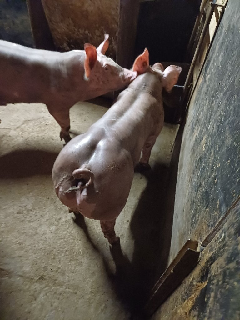 Pietrain biggen, Dieren en Toebehoren, Meerdere dieren, Varken, 0 tot 2 jaar