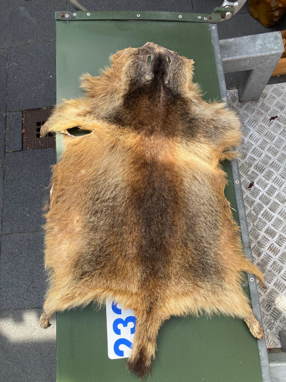 Huid mormeldier apenmarmot murmeltier taxidermy taxidemie, Ophalen of Verzenden, Zo goed als nieuw, Opgezet dier