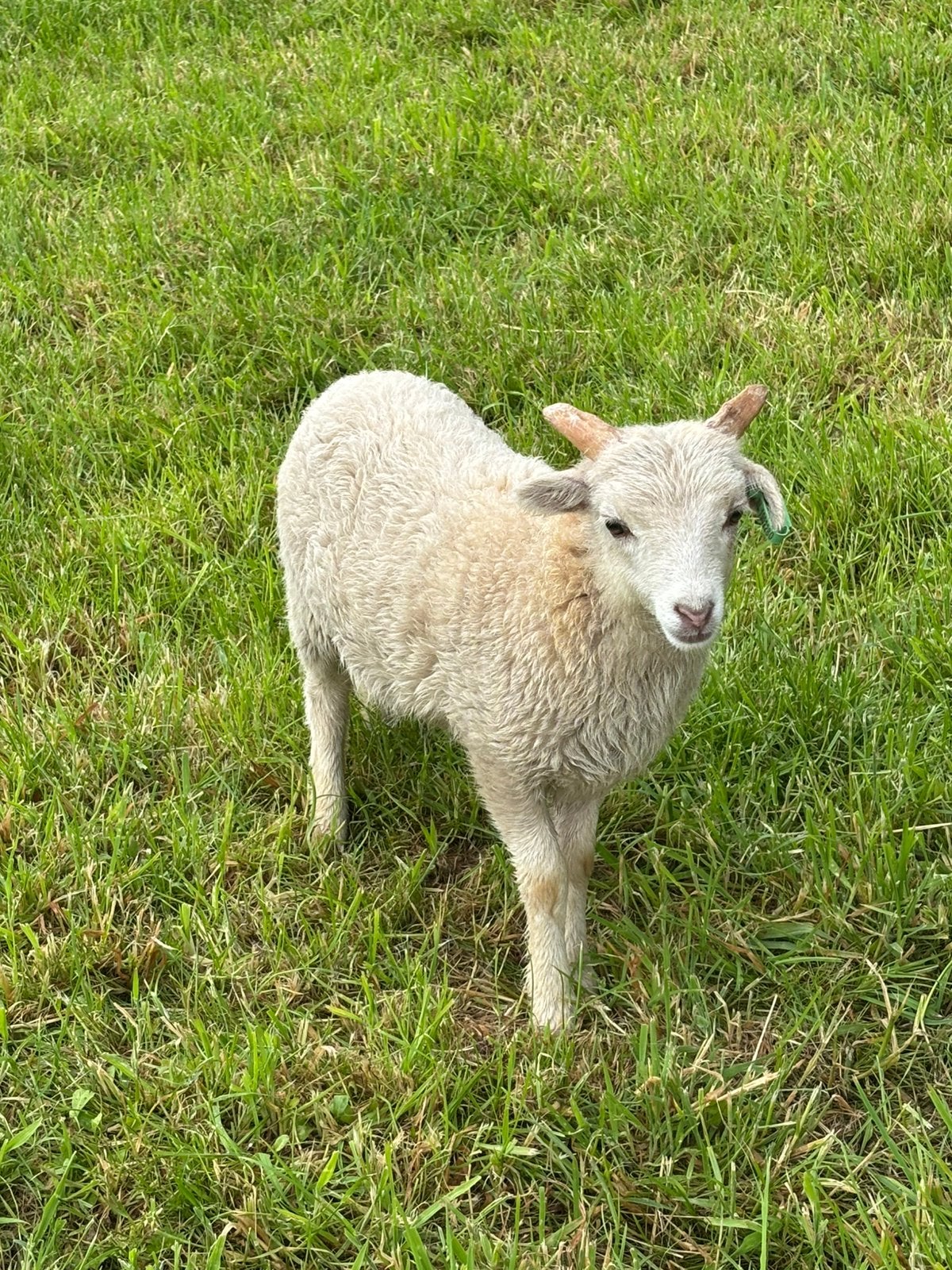 2 mooie mini schapen ouessant ramlammeren, Mannelijk, Schaap, 0 tot 2 jaar