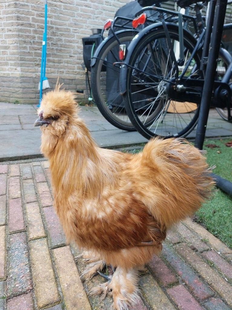 Zijdehoen haan. Goed voor ons maar beschermd zijn hennen, Dieren en Toebehoren, Pluimvee