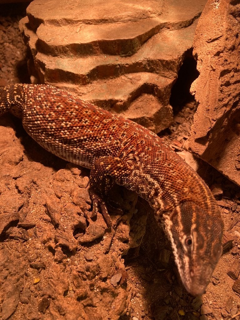Varanus Ackies red Monitor Lizard photo 8