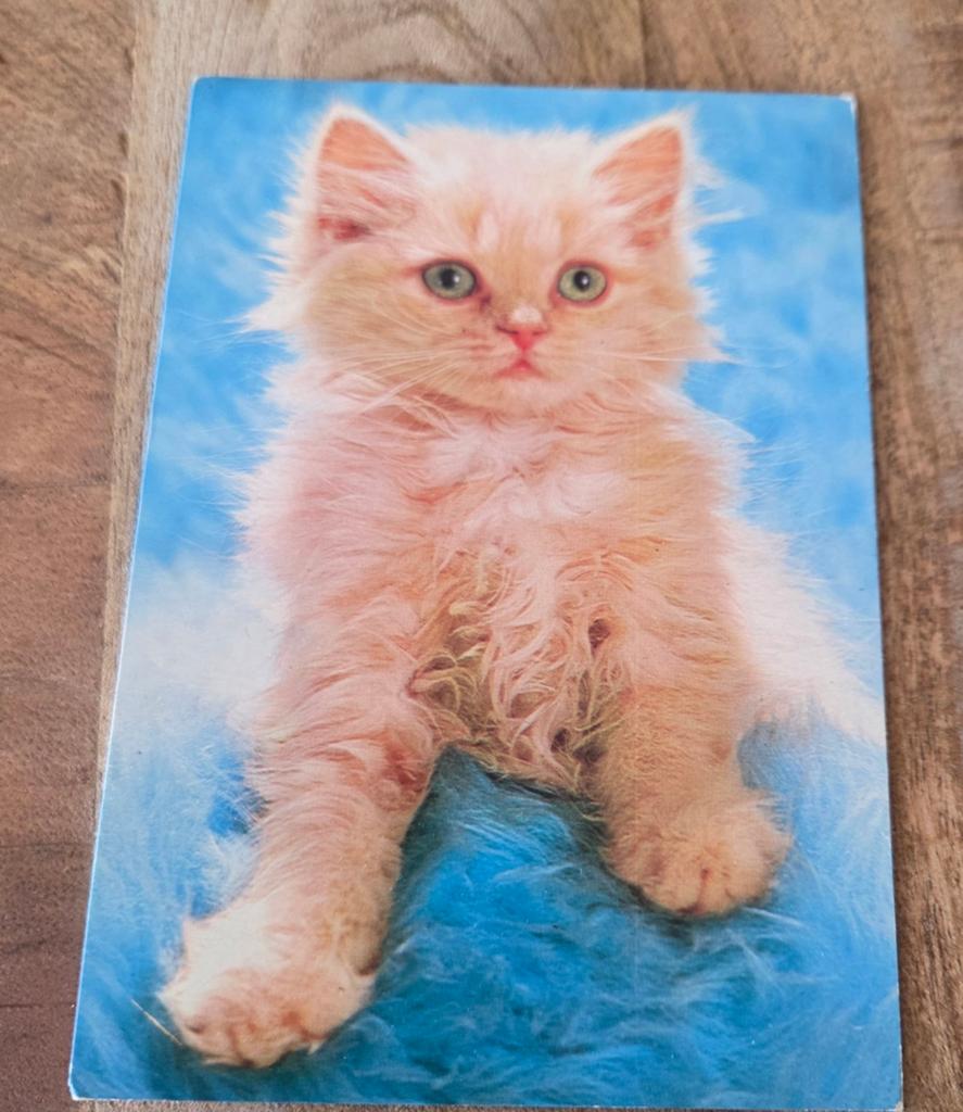 Leuke rode fluffy kitten - ANSICHTKAART, Verzenden, Gelopen, Hond of Kat
