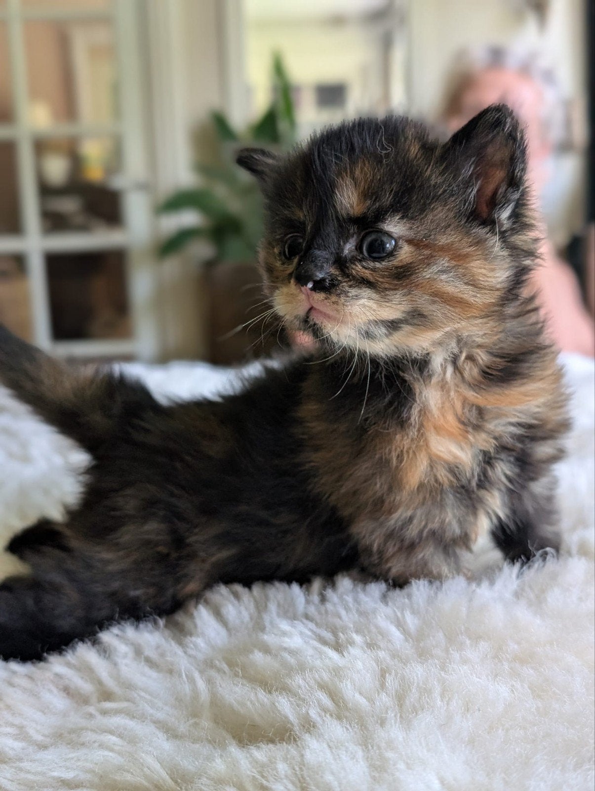 6 hele mooie kittens. Moeder  Maine Coon 50%, Dieren en Toebehoren, Meerdere dieren, Langharig, 0 tot 2 jaar