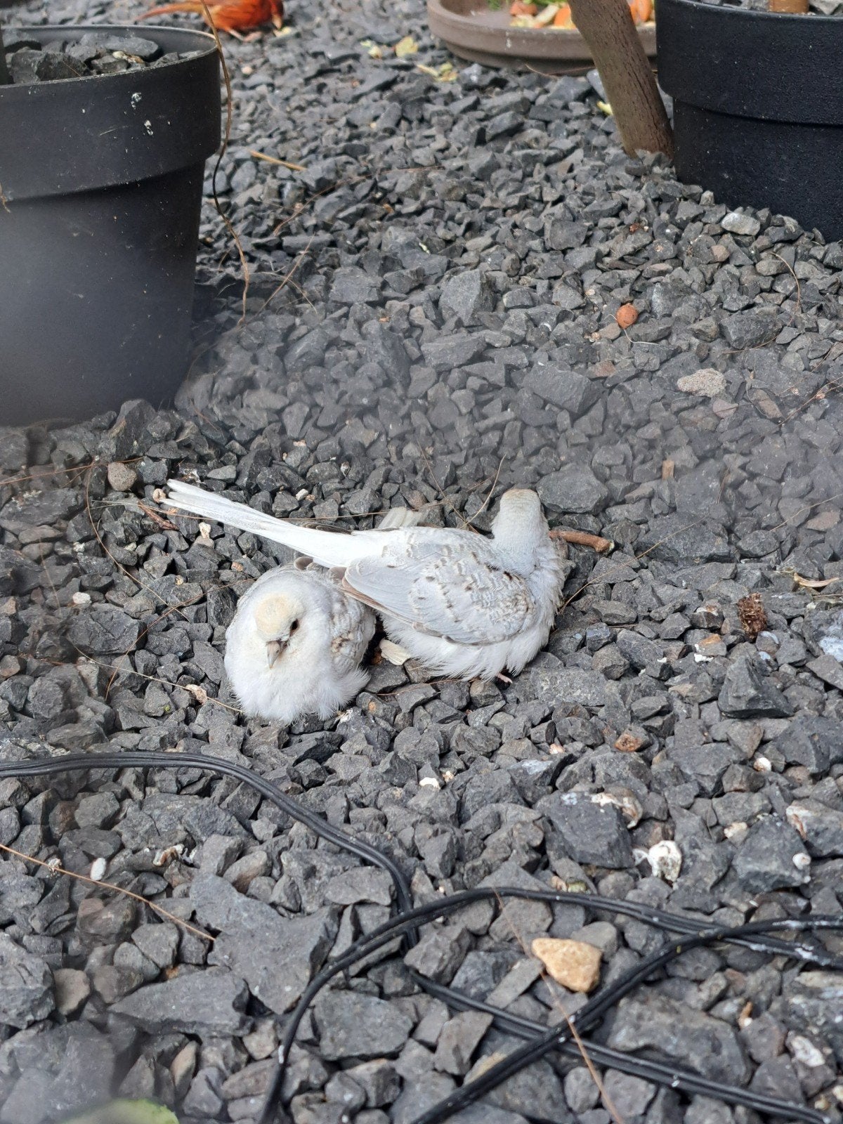 Diamantduifjes, Meerdere dieren