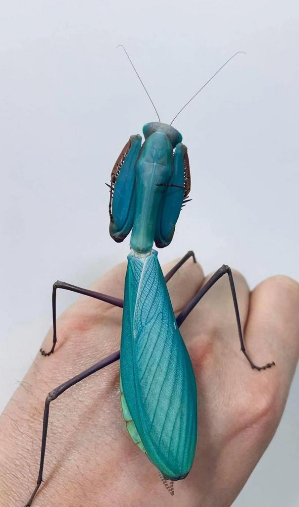bidsprinkhaan, Dieren en Toebehoren, Insecten en Spinnen, Bijen