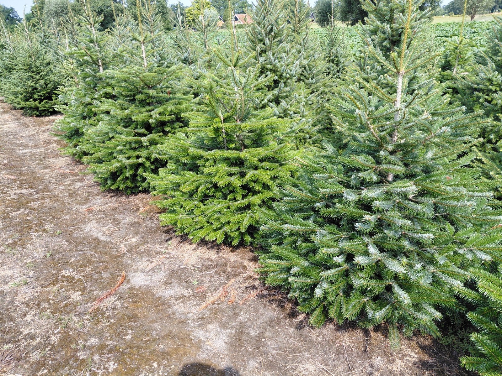 Kerstbomen Abies Nordman, Ophalen, Volle zon, Overige soorten