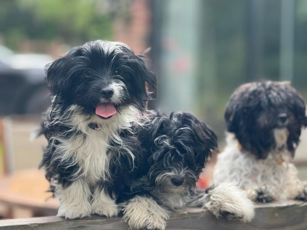 Malthezer pups te koop, Dieren en Toebehoren, Parvo, 15 weken tot 1 jaar, Meerdere, Meerdere dieren