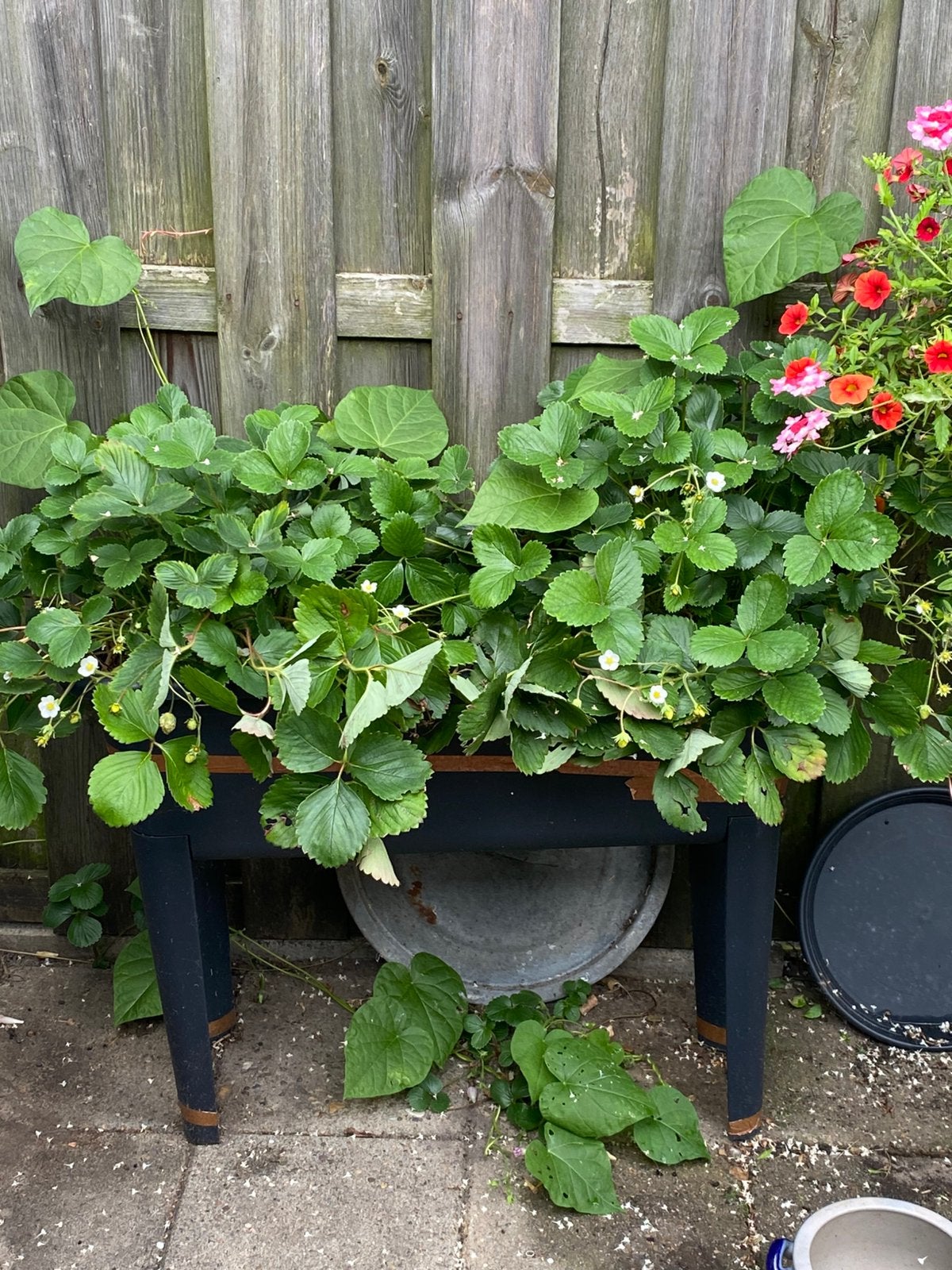 Aardbeien planten in bak, Ophalen, Vaste plant, Fruitplanten