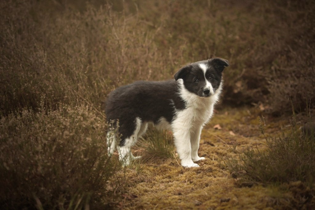 Prachtige sportieve FCI geregistreerde Border Collie pups!, 8 tot 15 weken, Collie, Meerdere, Meerdere dieren