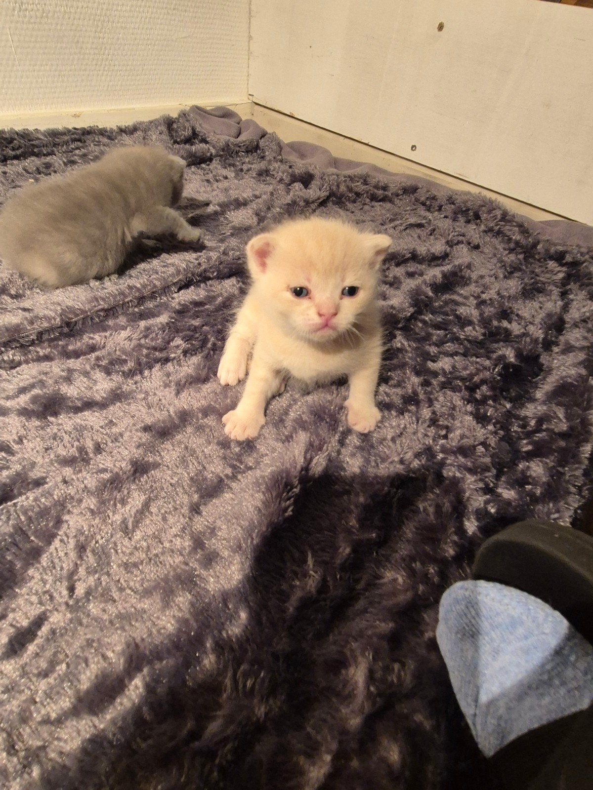 6 mooie Britse korthaar kittens, Dieren en Toebehoren, Katten en Kittens | Raskatten | Korthaar, Meerdere dieren, Ontwormd
