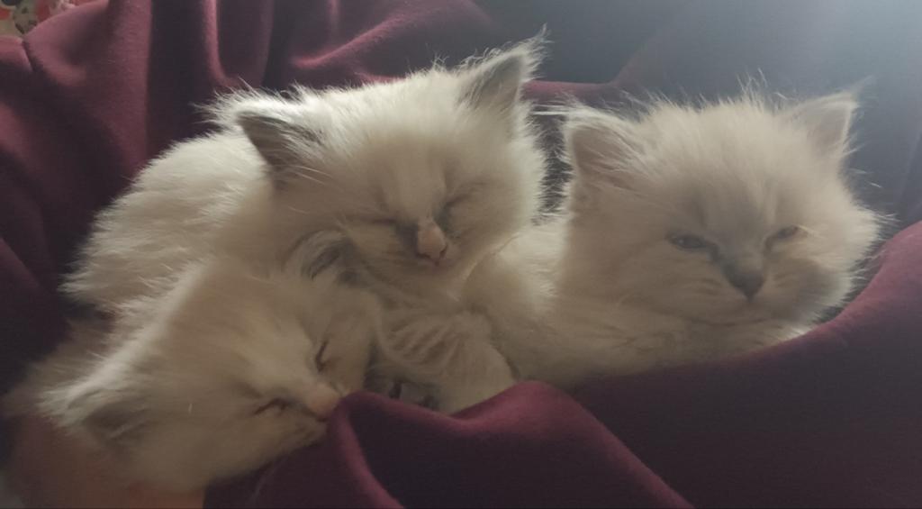Ragdoll kittens, Meerdere dieren