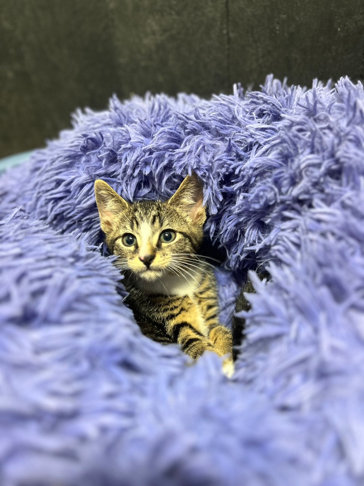 Zeer mooi aanhankelijke kittens in tijger driekleur cypers, Dieren en Toebehoren, Katten en Kittens | Overige Katten, Meerdere dieren