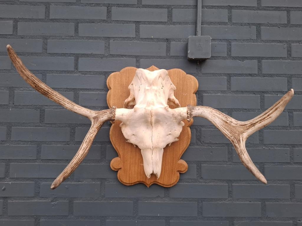 Eland gewei, Ophalen, Gebruikt, Hert, Gewei of Kop