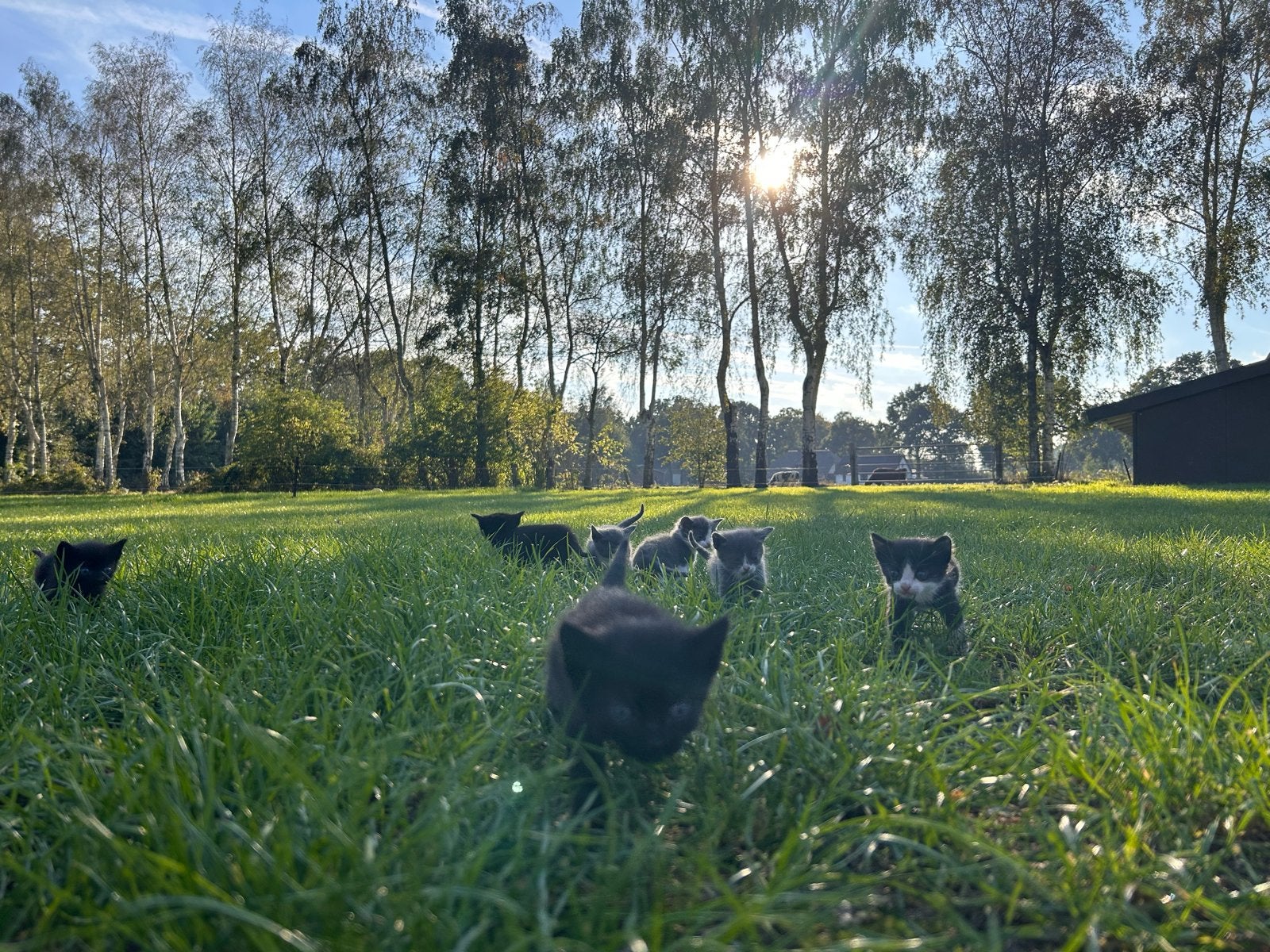 Te koop: Jonge poesjes/kittens, Dieren en Toebehoren, Meerdere dieren