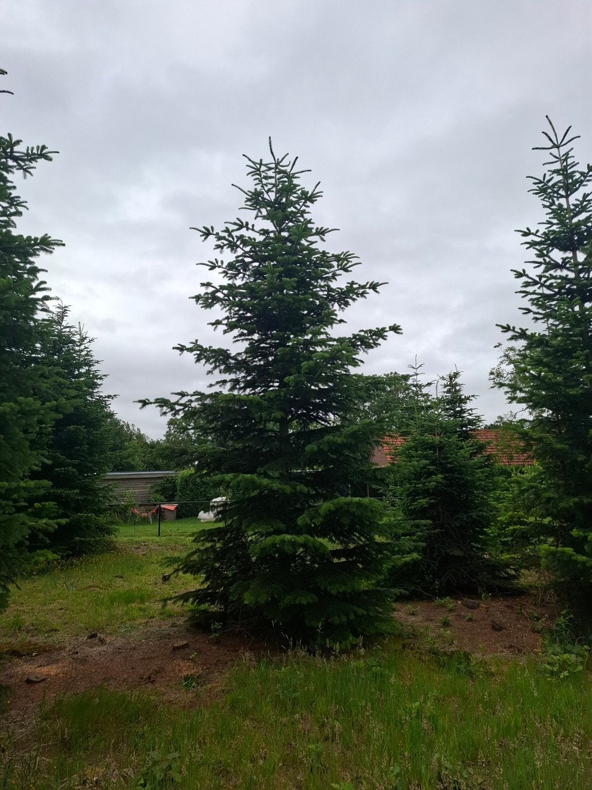 Nordman kerstbomen, Ophalen of Verzenden, Volle zon, Overige soorten