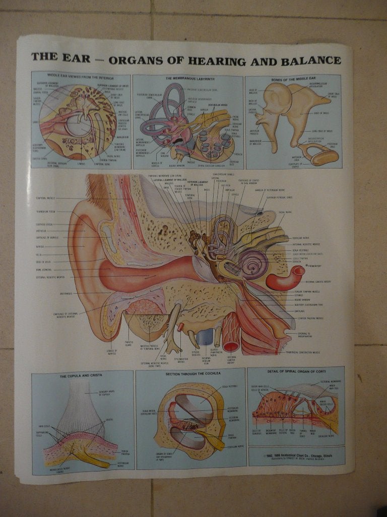 Poster The Ear Anatomical Chart Co anatomie Oor 1982 1986, Verzamelen, Posters, Ophalen of Verzenden, A1 t/m A3, Film en Tv