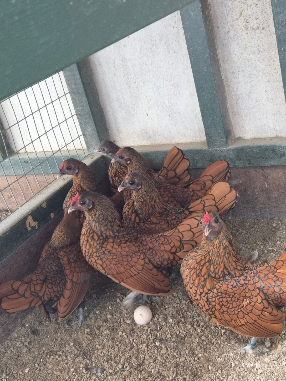 Sebright Goudzwartgezoomd, Dieren en Toebehoren, Meerdere dieren, Kip