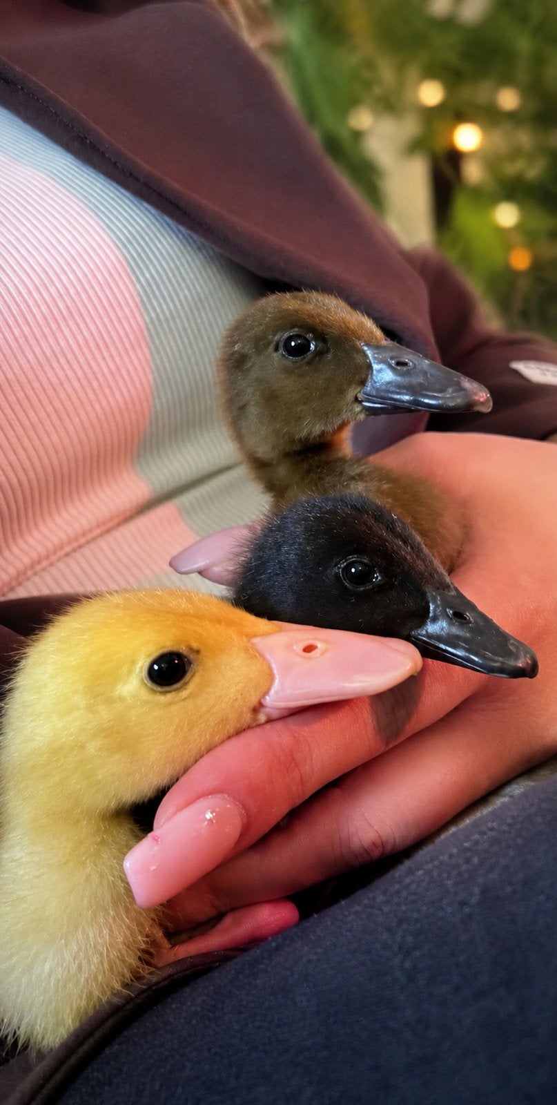 Gesekste Indische loopeenden pulletjes., Meerdere dieren