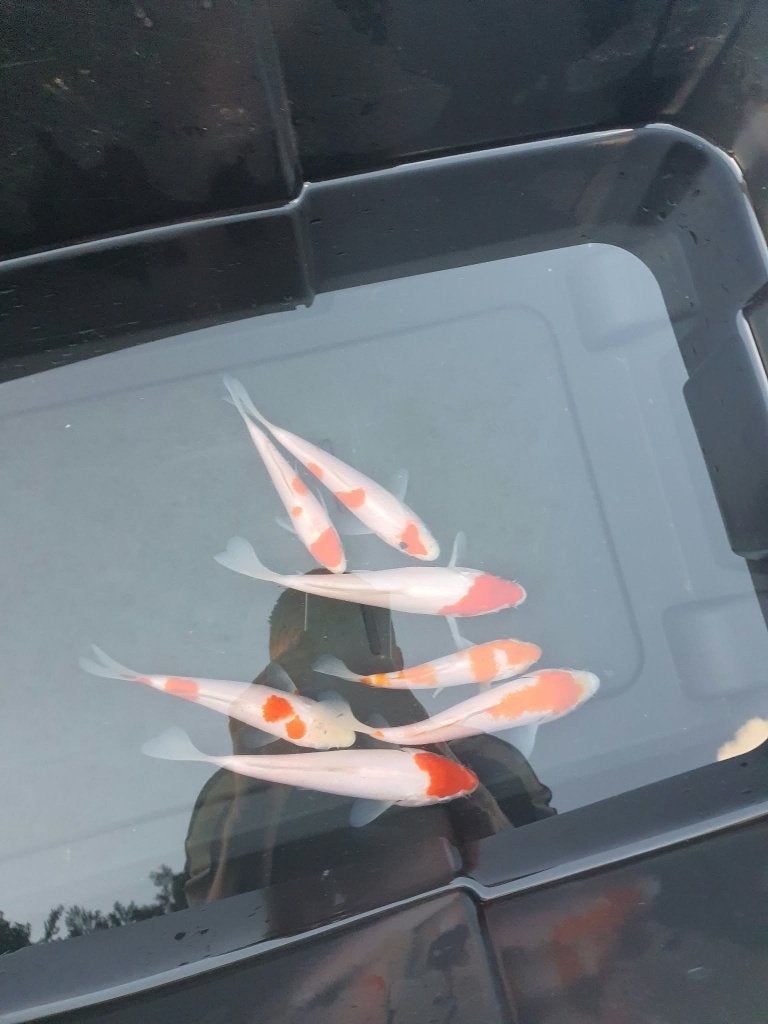 Laatste kans! (7 Koi) – Tancho, Kohaku & Tancho Kohaku, Karper of Koi
