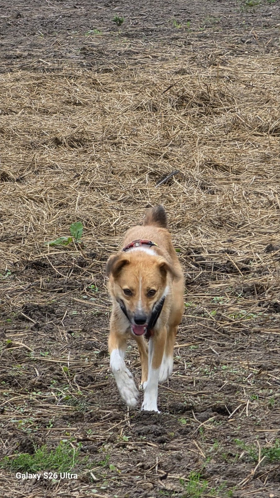 Ron – lieve, actieve hond zoekt zijn eigen thuis 🐾💙, Particulier, Reu, 1 tot 2 jaar, Buitenland