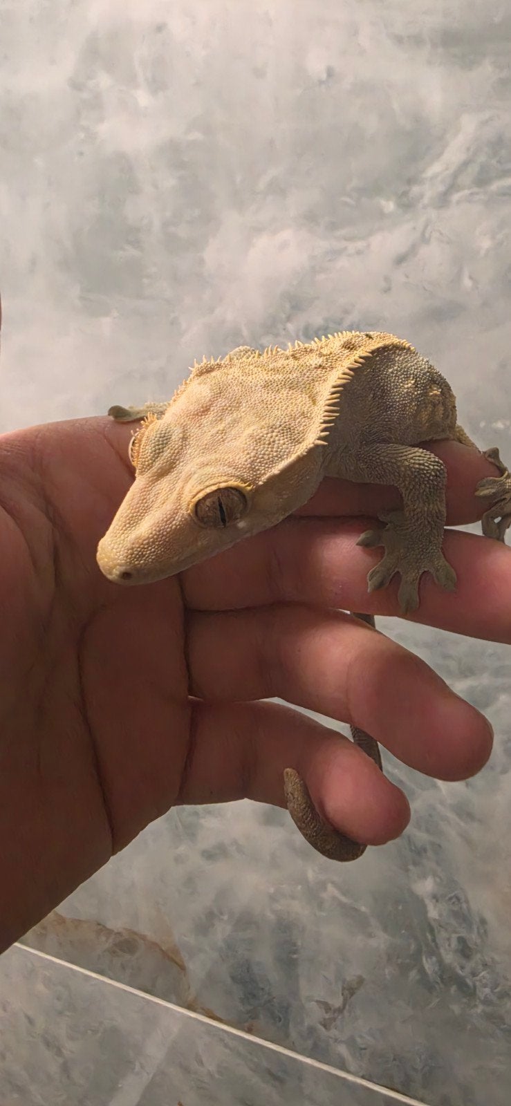 Wimper Gecko ( Crested Gecko) mannetje Crested Gecko - male for sale from J¡nny