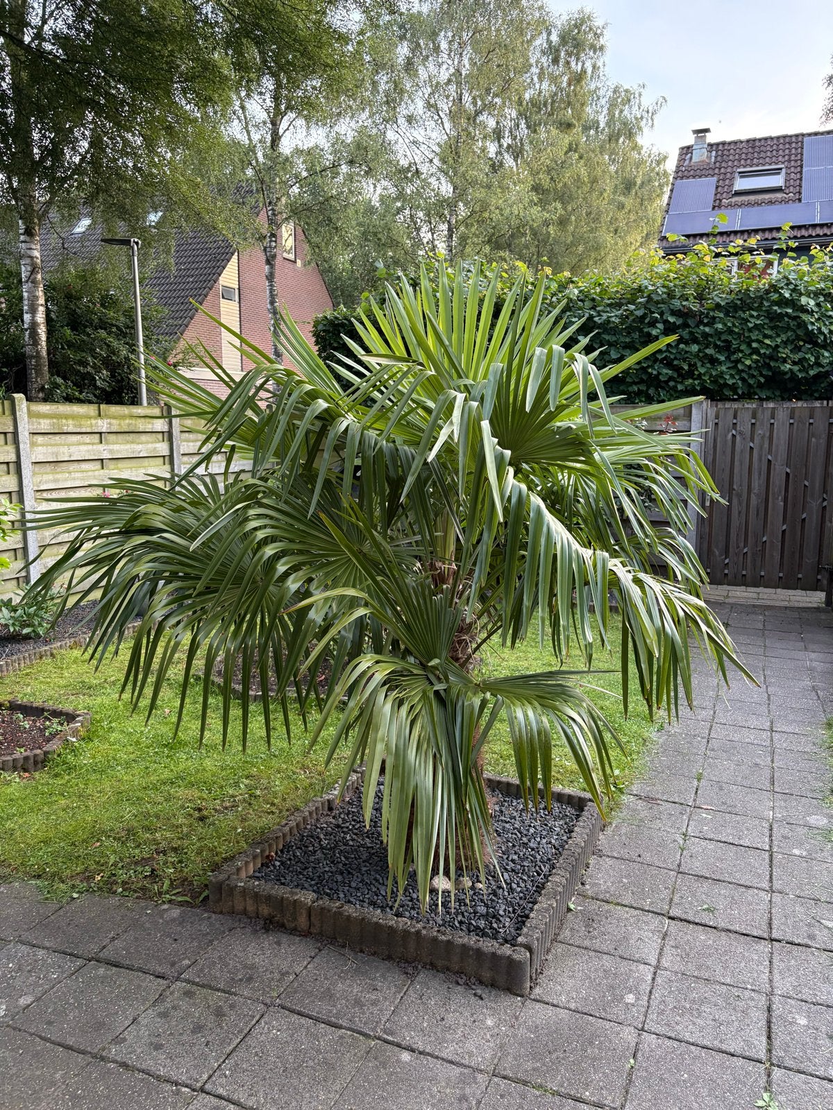 Grote Trachycarpus Fortunei Palm - 190cm hoog, Volle zon, Vaste plant, Bloeit niet, Ophalen
