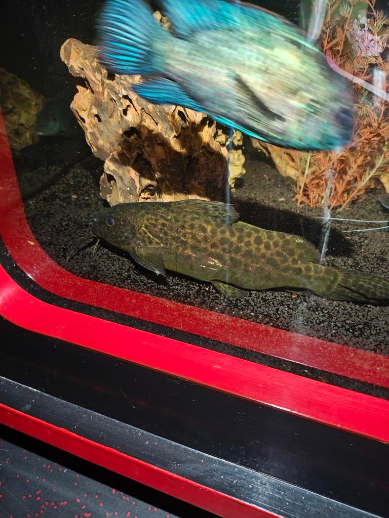 Synodontis nigrita meerval, Dieren en Toebehoren, Vis