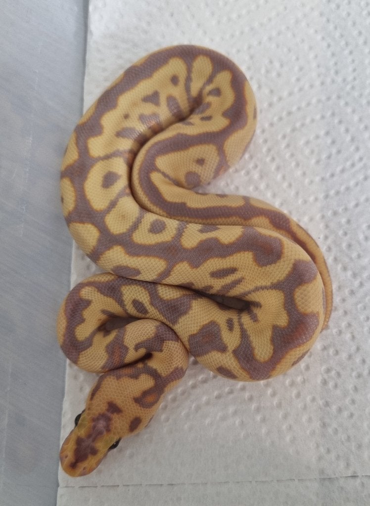 1.0 banana (od) spotnose clown koningspython, Dieren en Toebehoren, Slang, 0 tot 2 jaar