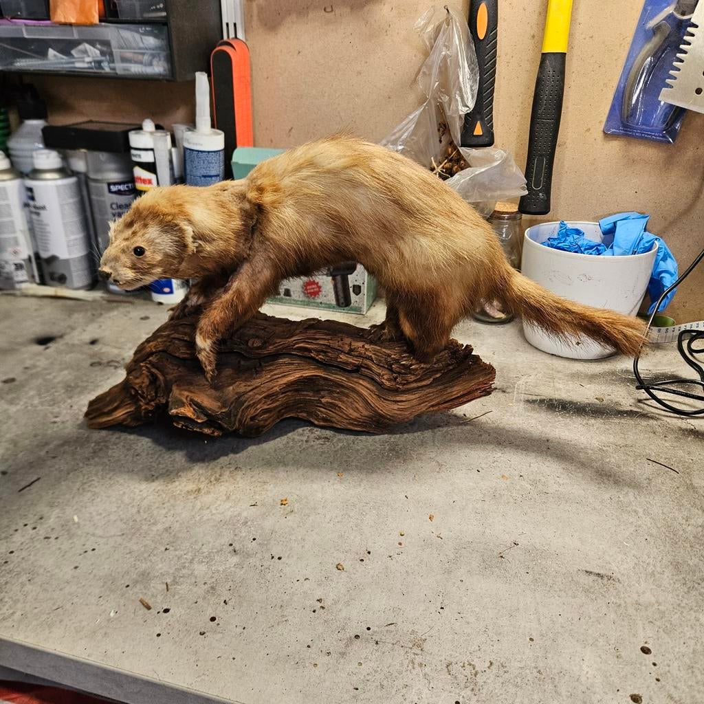 Opgezette bunzing opgezet taxidermie taxidermy geprepareerd, Ophalen of Verzenden, Vogel, Opgezet dier