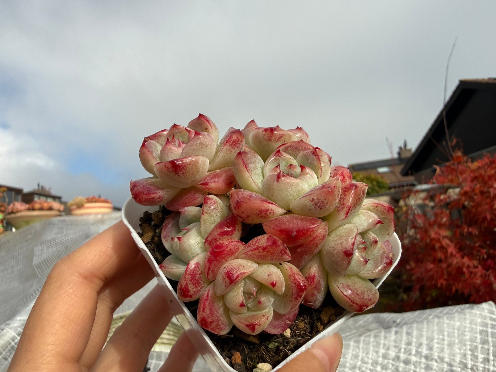 Echeveria Alba Beauty/pot 7cm/vetplant/succulent, Huis en Inrichting, Ophalen of Verzenden, Halfschaduw, Minder dan 100 cm