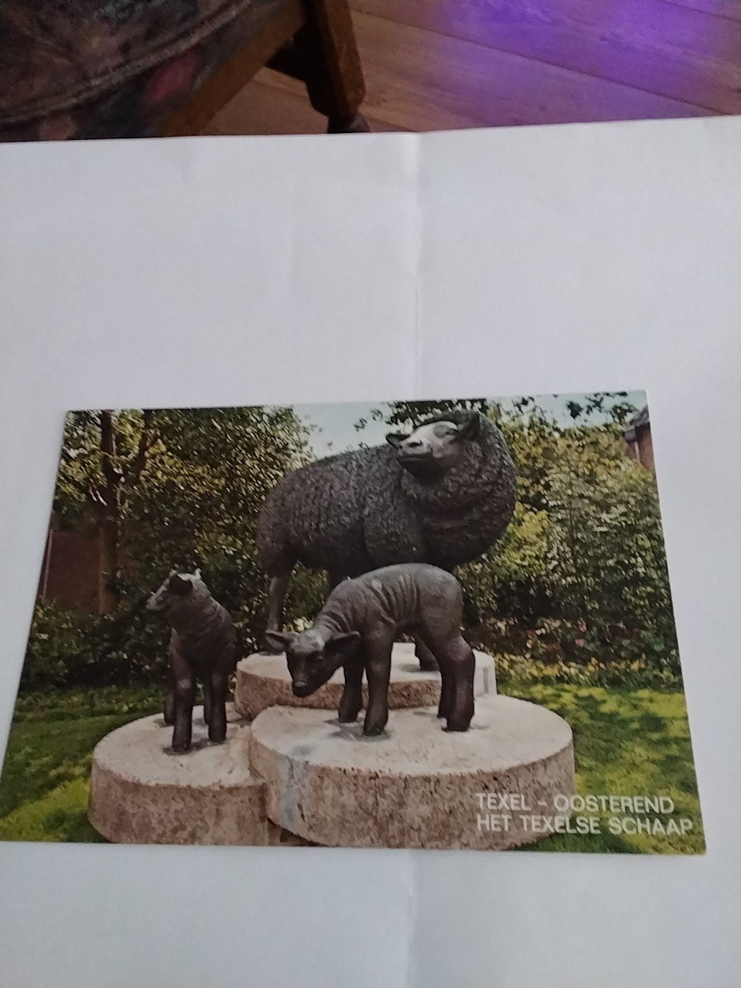 Ansichtkaart Texelse Schaap - Texel Oosterend, Ophalen of Verzenden, 1960 tot 1980, Ongelopen, Waddeneilanden